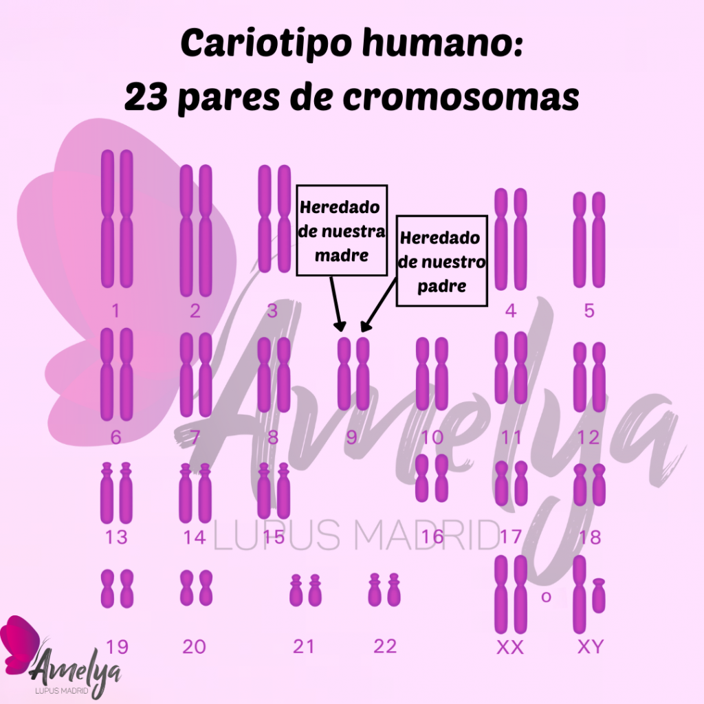 Cariotipo humano. Aparecen 23 pares de cromosmas